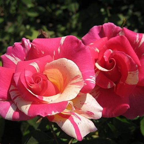 Gärtnerei - Rosa Wekrosopela - rosa-weiß - kletterrosen - diskret duftend - Tom Carruth - -